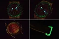 高級時計ロレックス ユニバース クロノグラフ デイトナ シリーズ カーボンファイバー ルミナス 369810 (9)